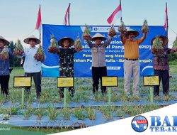 Danrem 045/Gaya Bersama Forkopimda Babel Panen Raya Bawang Merah