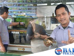 The Tanggokers Bersama PT Timah Tbk Ikut Melestarikan Ikan Endemik Bangka Belitung