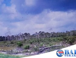 Ada Bukti Kwitansi Jual Beli Hutan Produksi Desa Belilik