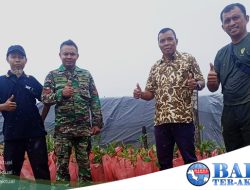 Kolaborasi PT Timah Tbk dan Kodim 0431 Bangka Barat Bakal Tanam Mangrove di Pesisir Pantai Cupat