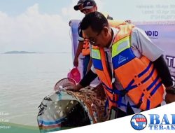 PT Timah Tbk Restocking Kepiting Bakau 600 Ekor Bibit Kepiting di Pantai Kundur