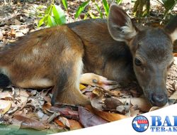 Penangkaran Rusa Sambar di Beltim Terus Tunjukkan Hasil Positif