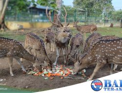 Mini Zoo Kundur Park jadi Destinasi Wisata Edukasi Masyarakat Kabupaten Karimun