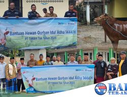 PT Timah Tbk Salurkan Bantuan 30 Ekor Hewan Kurban di Pulau Belitung