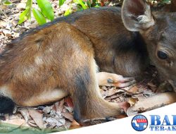 Dalam Seminggu, Penangkaran Tambang Besar Primer Baru Besi Lahirkan Sepasang Rusa Sambar