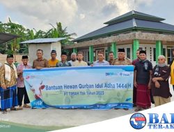 PT Timah Tbk Salurkan 30 Ekor Hewan Kurban di Pulau Belitung