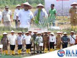 PT Timah Tbk Bersama Kepala Staf Kepresidenan RI, Tanam Sagu di Lahan Bekas Tambang