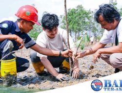 Kolaborasi dengan AMPG, PT Timah Tbk Tanam 5000 Batang Mangrove