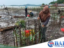 PT Timah Tbk Lakukan Penyulaman 2500 Bibit Mangrove di Kundur