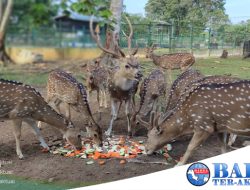 Langkah Konkrit PT Timah Tbk dalam Melestarikan Satwa, Bentuk PPS Alobi Hingga Lakukan Penangkaran Rusa