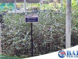 Nursery Mangrove PT Timah Tbk, Unit Produksi Kundur Lakukan Pembibitan Mangrove