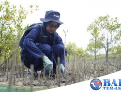 Menjaga Ekosistem Pesisir dan Wujudkan Net Zero Emission, PT Timah Tbk Tanam Mangrove