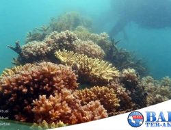 Coral Garden di Pulau Putri, Kolaborasi PT Timah Tbk dengan Nelayan untuk Mendukung Wisata Bawah Laut