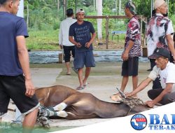 Polres Bangka Tengah Kurbankan 3 Sapi dan 2 Kambing